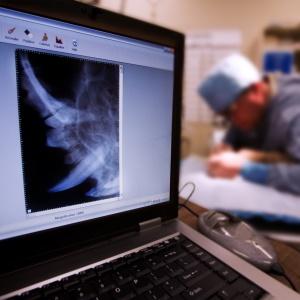 Digital x-ray of animals tooth on laptop screen