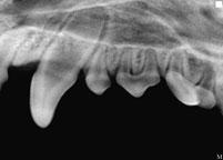 x-ray image of dogs teeth made with IWV Dental Digital Sensor